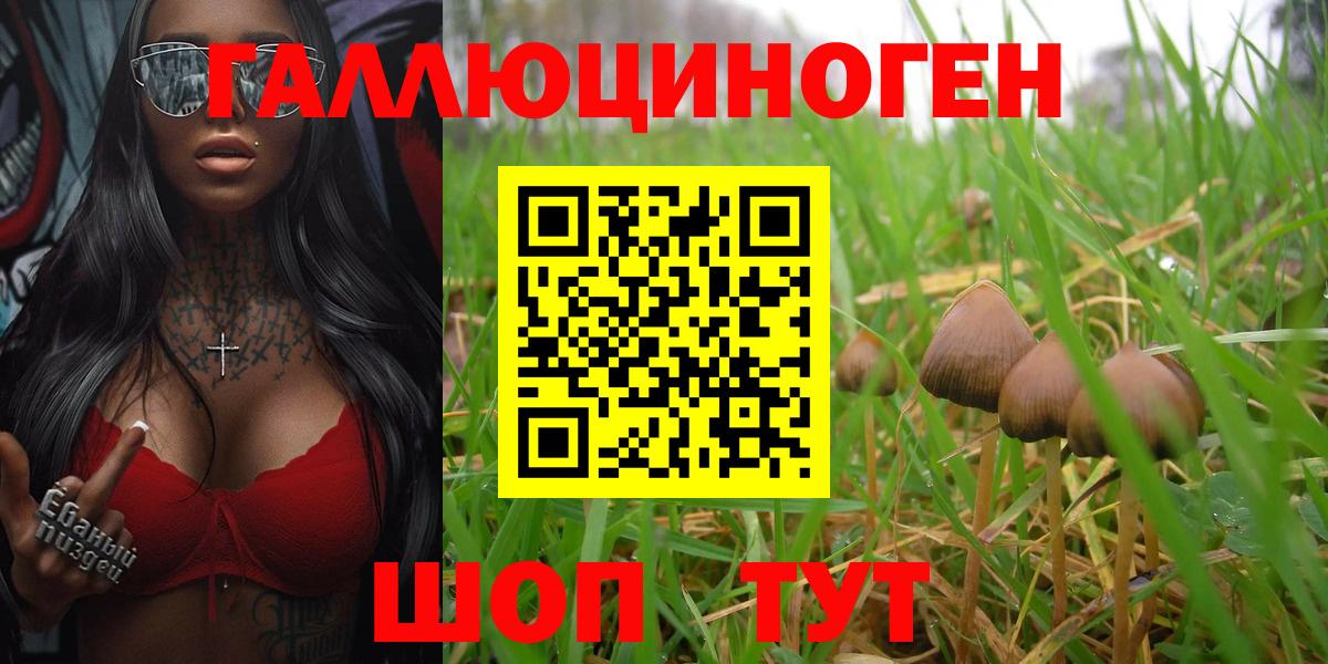 Видное  Псилоцибиновые грибы Psilocybe  Псилоцибиновые грибы ЛСД  Вход с VPN 